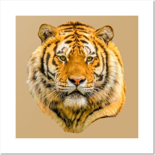 Siberian Tiger Posters and Art